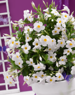 Sundaville® Grand White