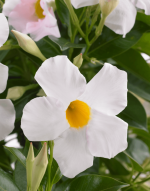 Sundaville® Grand White