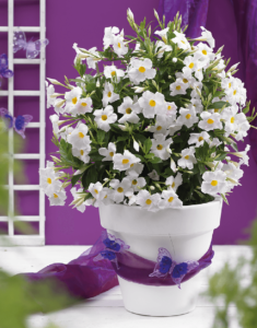 Sundaville® Grand White