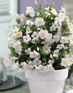 Sundaville® Grand White