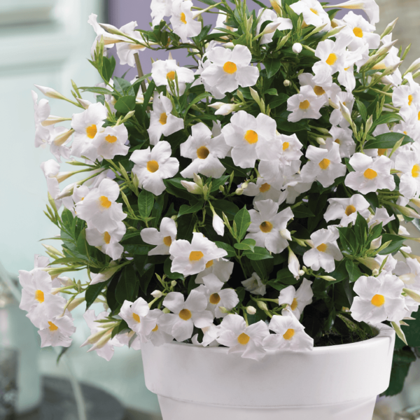 Sundaville® Grand White