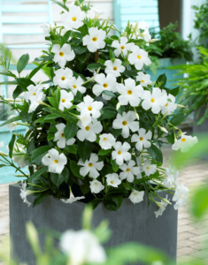 Sundaville® white