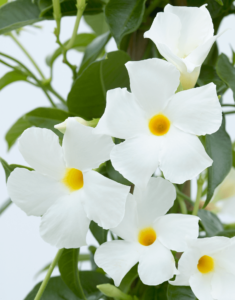 Sundaville® white