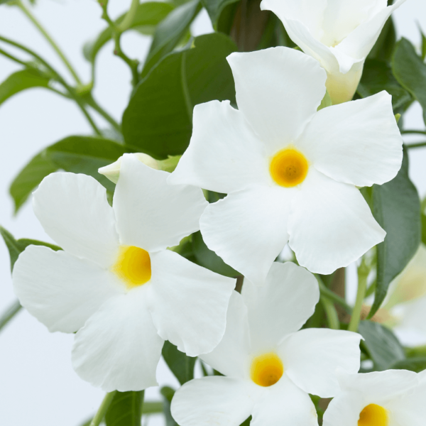 Sundaville® white