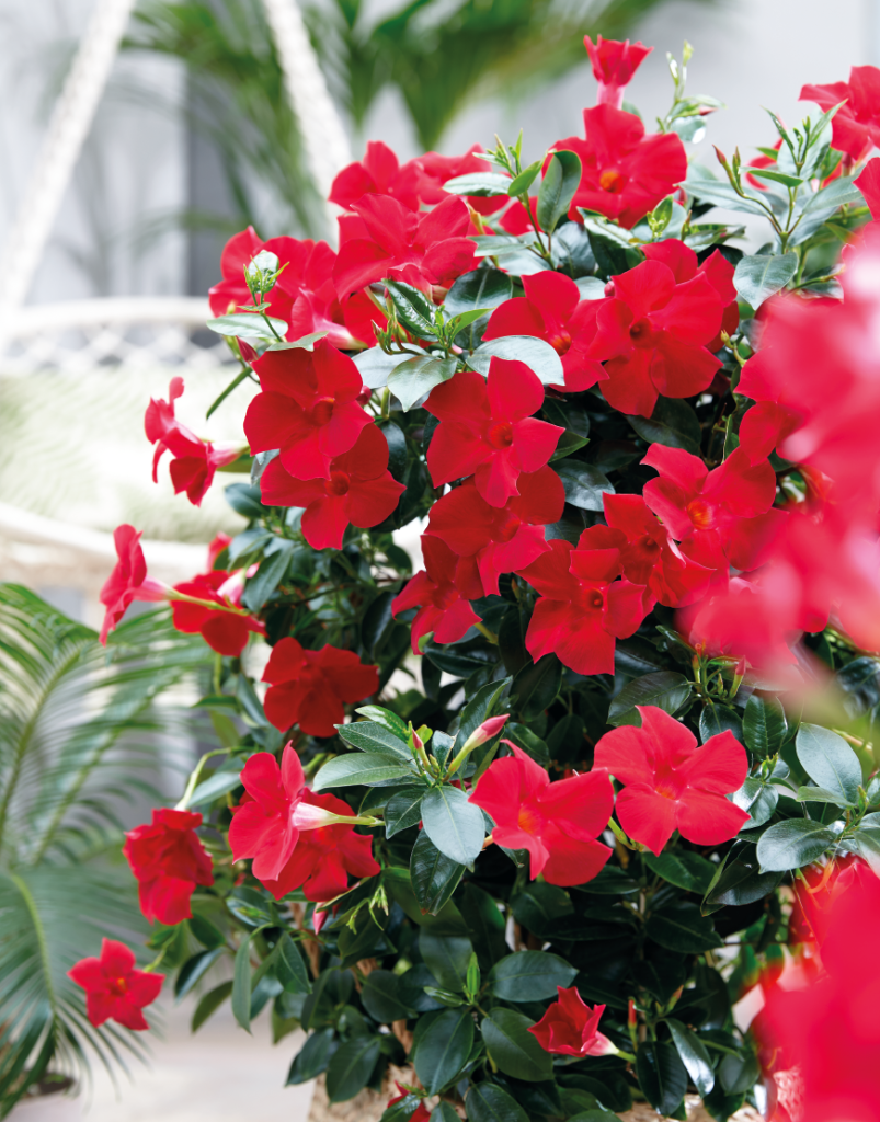 Sundaville Fashion Red - World's #1 Mandevilla (Dipladenia)