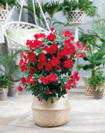 Sundaville® Mimi Red