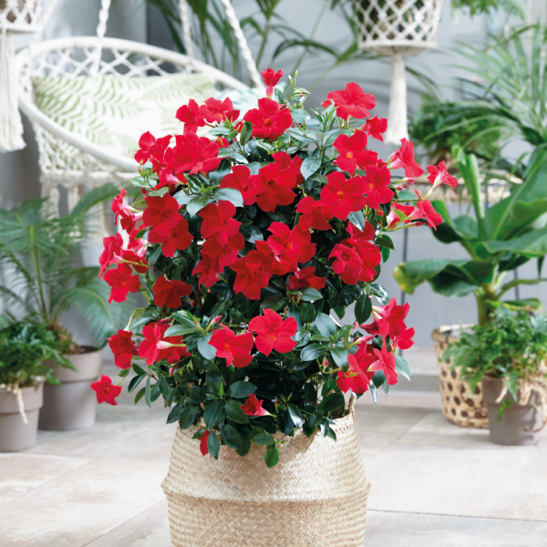 Sundaville® Mimi Red