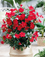 Sundaville® Mimi Red