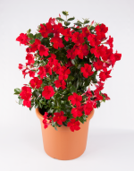 Sundaville® Mimi Red