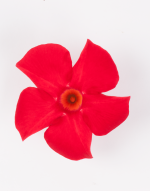 Sundaville® Mimi Red