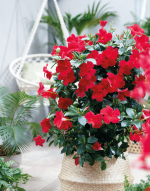 Sundaville® Mimi Red