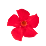 Sundaville® Mimi Red