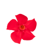 Sundaville® Mimi Red