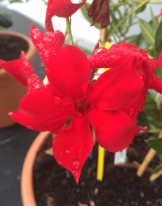 Sundaville® Up Scarlet