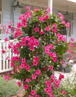 Sundaville® pink