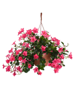 Sundaville® pink