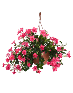 Sundaville® pink