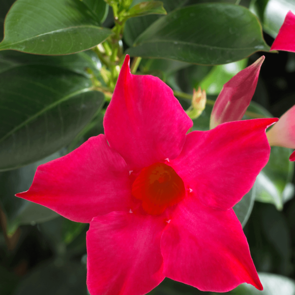 Sundaville® pink