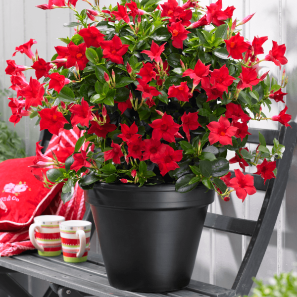 Sundaville® red