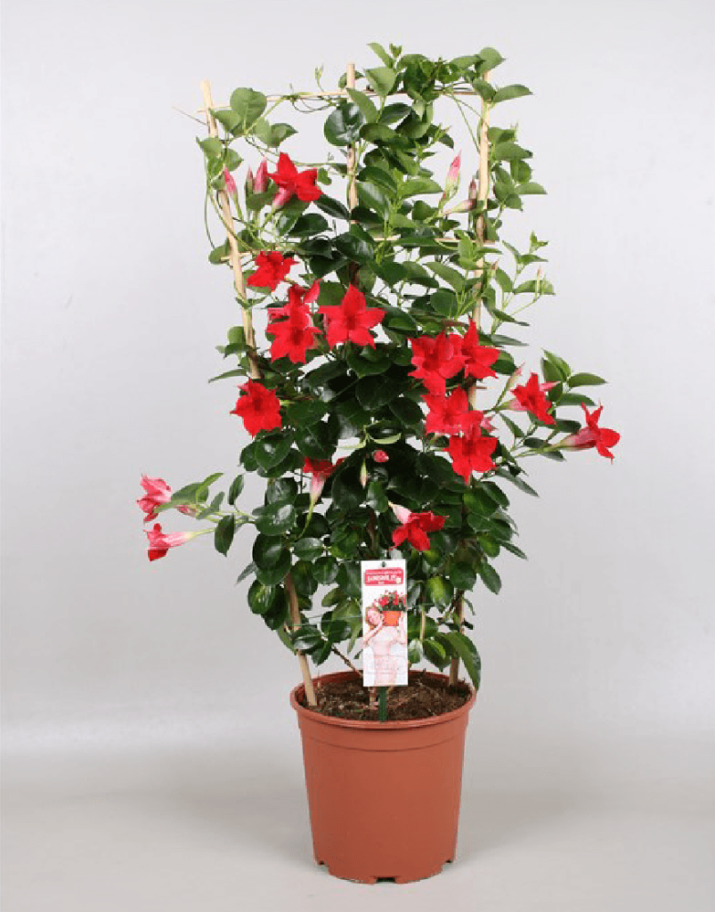 Sundaville® Red - Worlds no.1 mandevilla (dipladenia)