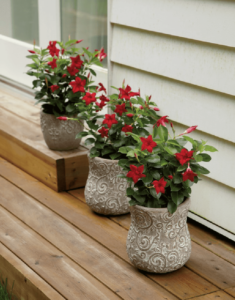 Sundaville® red