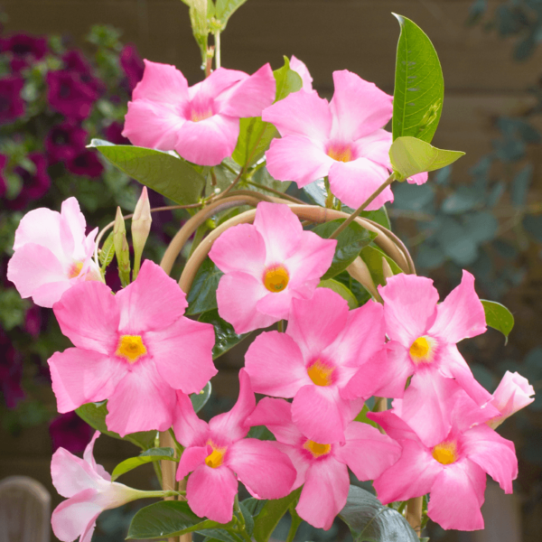 Sundaville® rose star