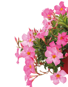 Sundaville® rose star