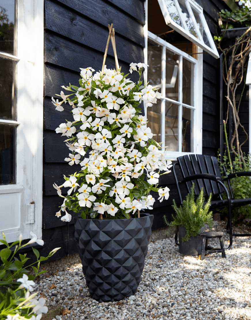 Sundaville® Soft Peach