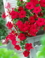 Sundaville® velvet red