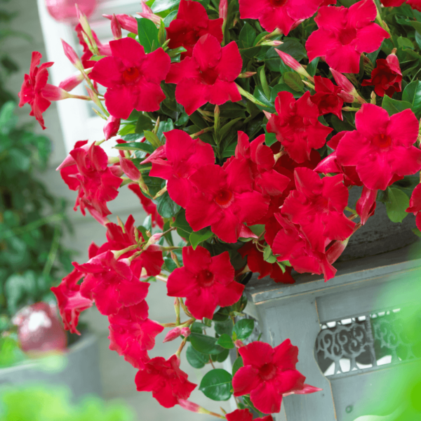 Sundaville® velvet red