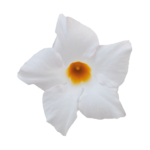 Sundaville® White (impr.)