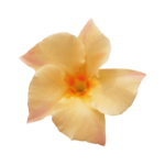 Sundaville® apricot