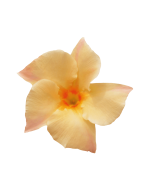 Sundaville® apricot