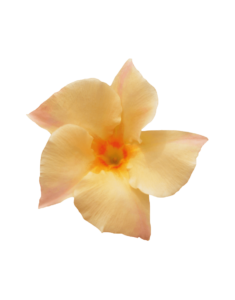 Sundaville® apricot