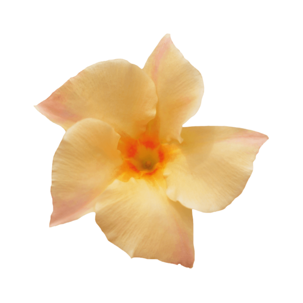 Sundaville® apricot