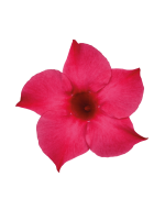 Sundaville® pink