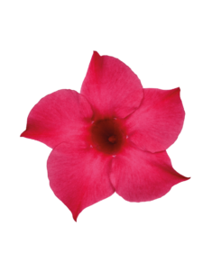 Sundaville® pink