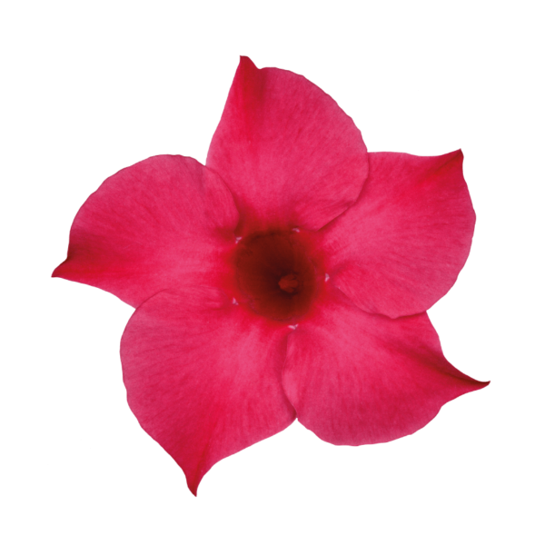 Sundaville® pink