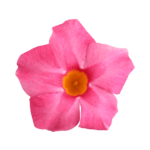 Sundaville® rose star