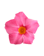 Sundaville® rose star