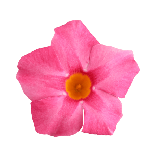 Sundaville® rose star