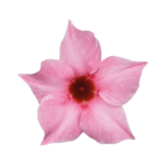 Sundaville® cream pink