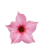 Sundaville® cream pink
