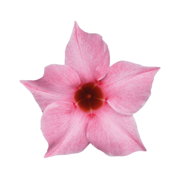Sundaville® cream pink