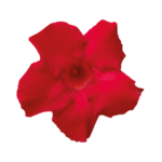 Sundaville® velvet red