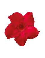 Sundaville® velvet red