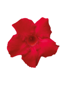 Sundaville® velvet red