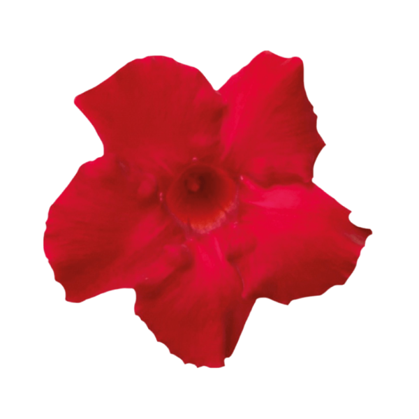Sundaville® velvet red