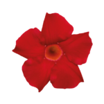 Sundaville® Early Scarlet
