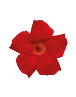 Sundaville® Early Scarlet